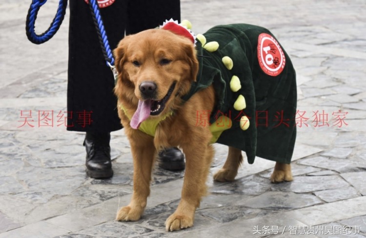 贵州下司名犬诞生地举行宠物犬集会吸引养狗人士积极响应