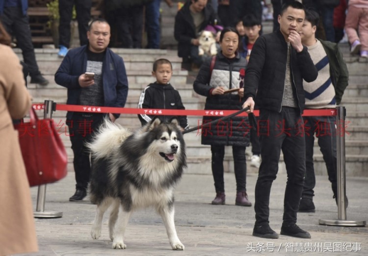 贵州下司名犬诞生地举行宠物犬集会吸引养狗人士积极响应