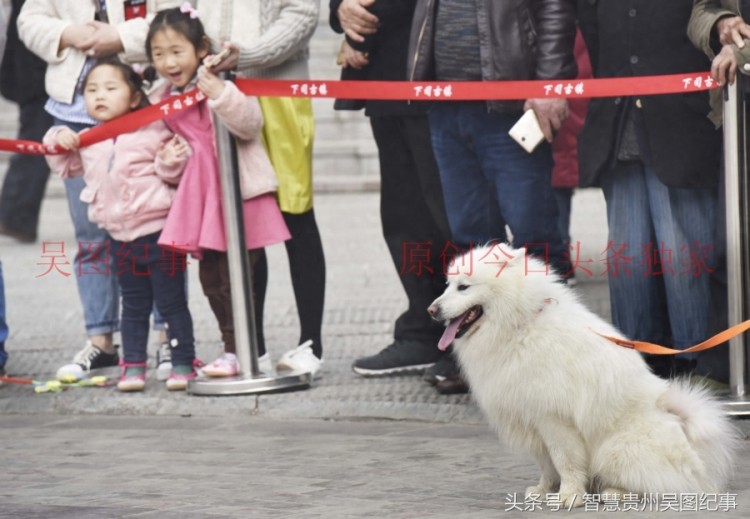 贵州下司名犬诞生地举行宠物犬集会吸引养狗人士积极响应