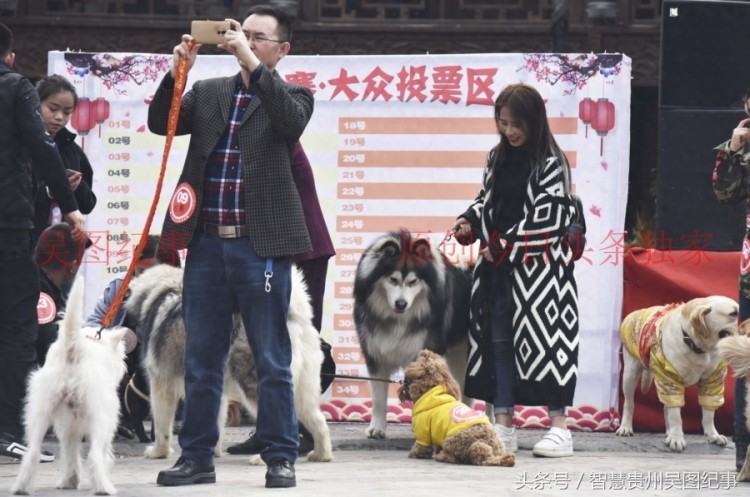 贵州下司名犬诞生地举行宠物犬集会吸引养狗人士积极响应