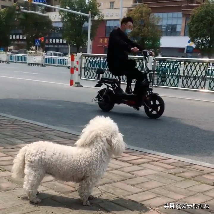 不愿被救助的流浪比熊看到电动车就追狗：主人为什么不等我