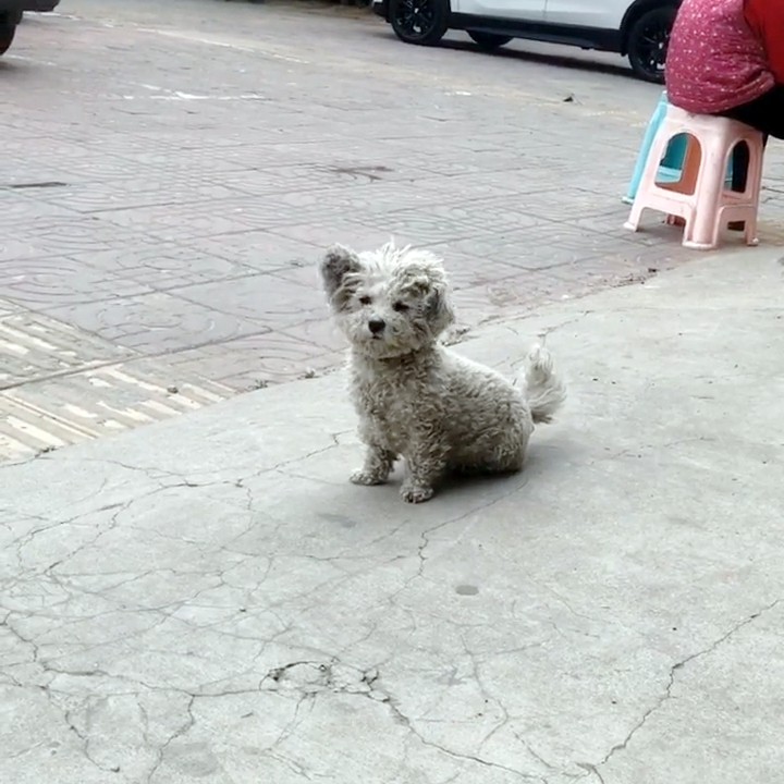 内心傲娇的流浪比熊拒绝人类好意她用一个月时间改变它