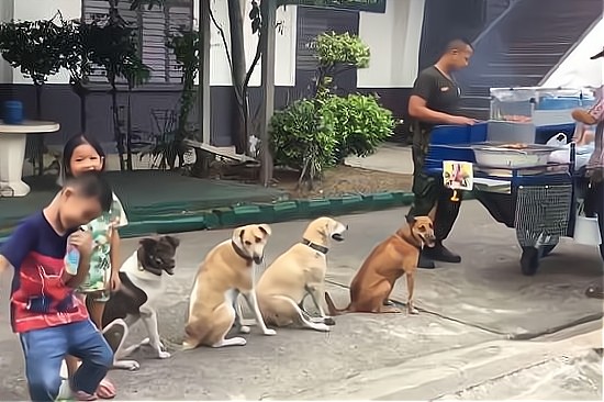 狗狗最爱吃这些人食看见都会流口水