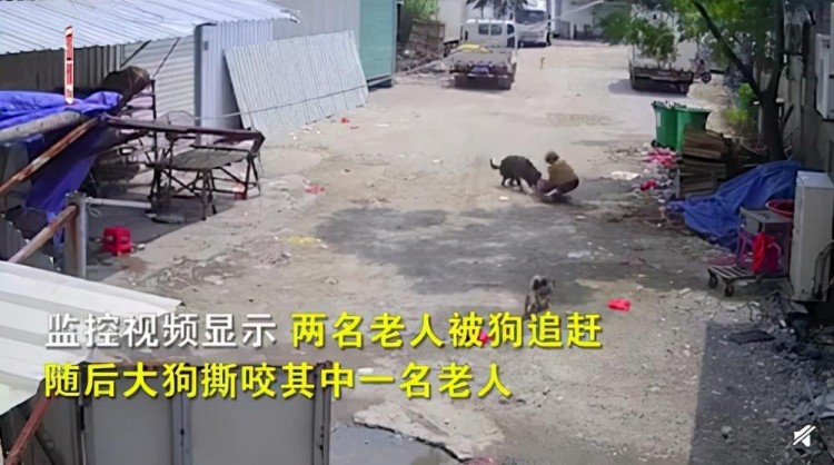 福建一老人街上被狗撕咬身亡镇政府：目前无法确定是流浪狗还是家养宠物狗