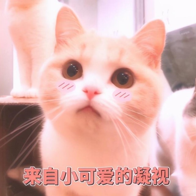 猫主人不长肉怎么办？