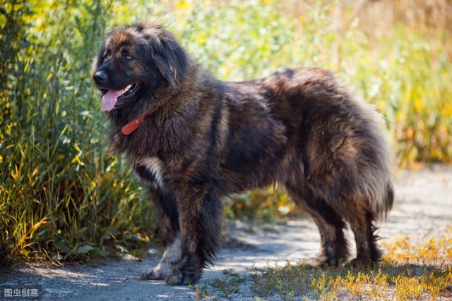 牧羊犬之一的高加索犬勇猛护家你见过吗