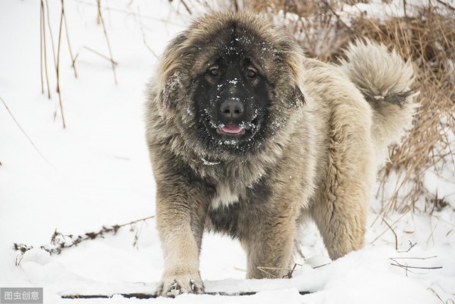 牧羊犬之一的高加索犬勇猛护家你见过吗