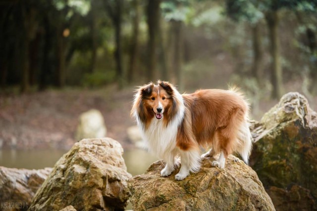 喜乐蒂牧羊犬智商排名第六，却是“养儿防老”的最佳伴侣！