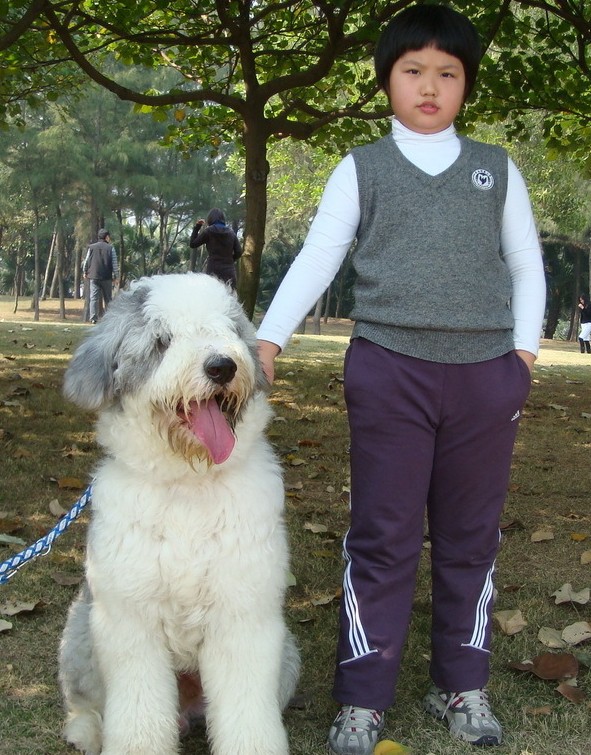 犬之骄子：揭秘古代英国牧羊犬的历史和文化背景！