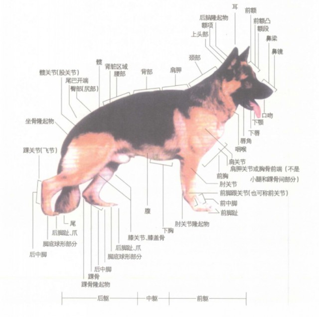 每天聊一狗之德国牧羊犬