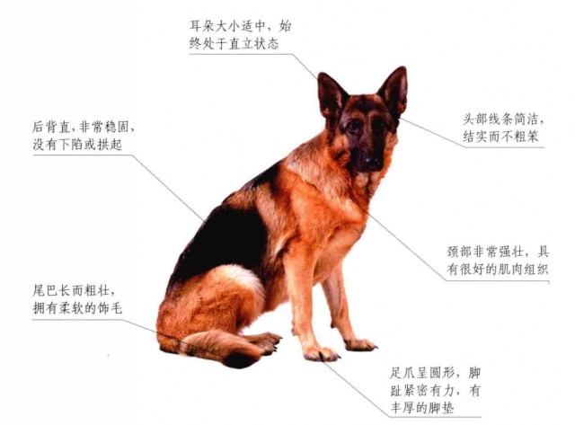 每天聊一狗之德国牧羊犬