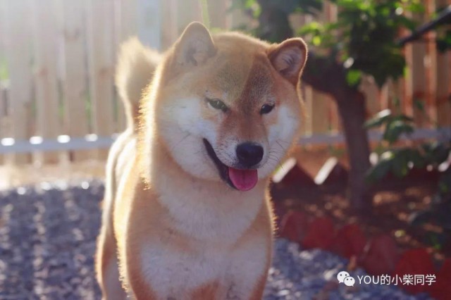 买纯种柴犬到底要花多少钱