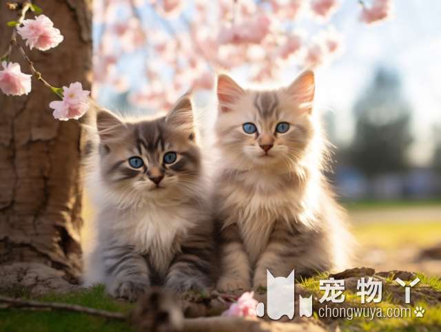 想要领养一只可爱的猫猫或狗子吗？